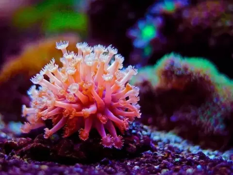Требования при содержании кораллов в аквариуме