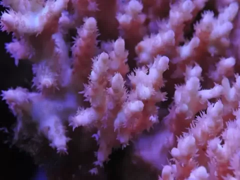 Требования при содержании кораллов в аквариуме